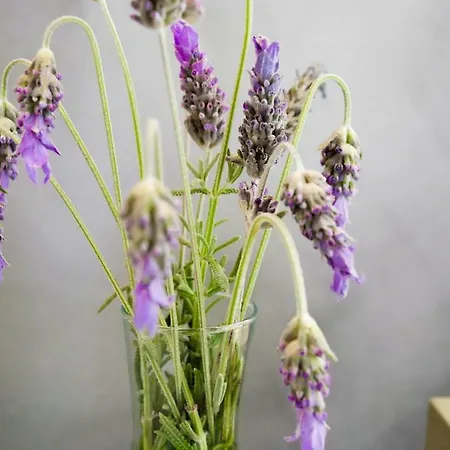 Vivenda Brito Pensión 3*